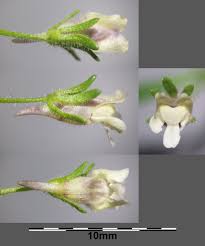 Attēlu rezultāti vaicājumam “Microrrhinum minus flower”