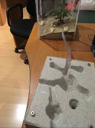 Image result for ytong ants