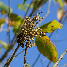 Attēlu rezultāti vaicājumam “Silene viscaria fruit”