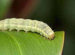 Attēlu rezultāti vaicājumam “Mamestra brassicae larva”