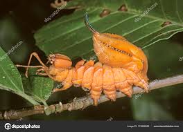 Attēlu rezultāti vaicājumam “Stauropus fagi larva”