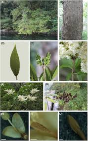 Attēlu rezultāti vaicājumam “Syringa reticulata subsp. amurensis leaf”