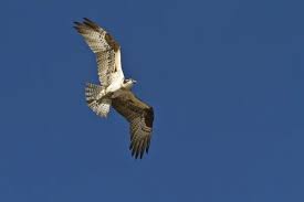 Attēlu rezultāti vaicājumam “Pandion haliaetus adult”