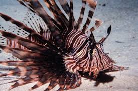 Image result for Pterois volitans