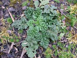 Attēlu rezultāti vaicājumam “Jacobaea vulgaris leaf”