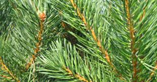 Attēlu rezultāti vaicājumam “Pinus sylvestris leaf”