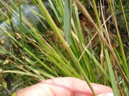 Attēlu rezultāti vaicājumam “Calamagrostis stricta”