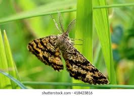 Attēlu rezultāti vaicājumam “Ematurga atomaria”