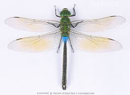 Attēlu rezultāti vaicājumam “Anax parthenope”