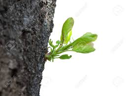 Attēlu rezultāti vaicājumam “Prunus armeniaca leaf”