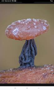 Attēlu rezultāti vaicājumam “Didymium clavus macro”