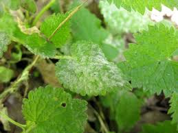 Attēlu rezultāti vaicājumam “Erysiphe galeopsidis”