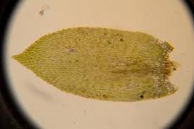 Attēlu rezultāti vaicājumam “Taxiphyllum wissgrillii”