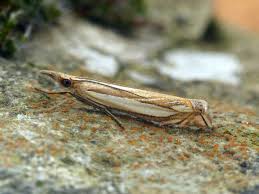 Attēlu rezultāti vaicājumam “Crambus silvella”