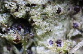 Attēlu rezultāti vaicājumam “Thelopsis rubella”