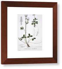 Attēlu rezultāti vaicājumam “Trifolium montanum leaf”