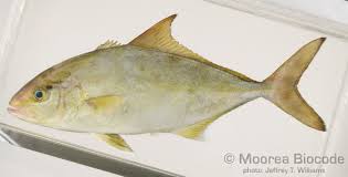 Image result for Seriola rivoliana