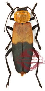 Attēlu rezultāti vaicājumam “Cantharidae”