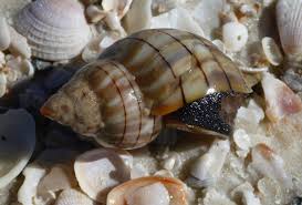 Image result for Cinctura hunteria