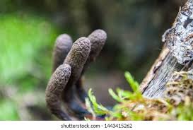 Attēlu rezultāti vaicājumam “Xylaria polymorpha”