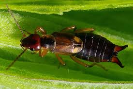 Attēlu rezultāti vaicājumam “Forficula auricularia female”