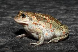 Attēlu rezultāti vaicājumam “Pelobates fuscus”