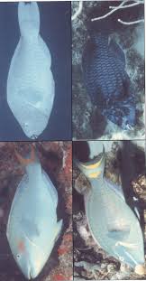 Image result for Sparisoma amplum