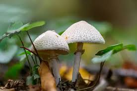 Attēlu rezultāti vaicājumam “Macrolepiota”