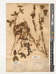 Attēlu rezultāti vaicājumam “Cuscuta epithymum subsp. trifolii flower”