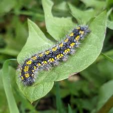 Attēlu rezultāti vaicājumam “Callimorpha dominula imago”