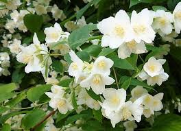 Attēlu rezultāti vaicājumam “Philadelphus coronarius”