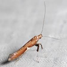 Attēlu rezultāti vaicājumam “Caloptilia stigmatella”