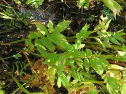 Attēlu rezultāti vaicājumam “Sium latifolium”
