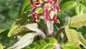 Attēlu rezultāti vaicājumam “Juglans cinerea flower”