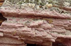 Attēlu rezultāti vaicājumam “Ceriporia excelsa”