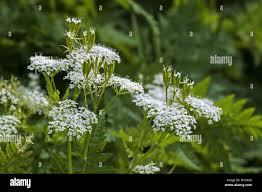 Image result for Myrrhis odorata