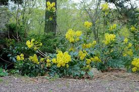 Attēlu rezultāti vaicājumam “Mahonia aquifolium”