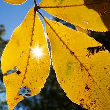 Attēlu rezultāti vaicājumam “Carya ovata leaf”