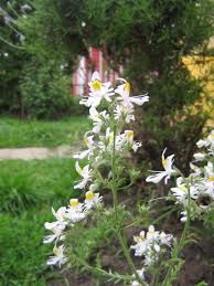 Image result for Schizanthus