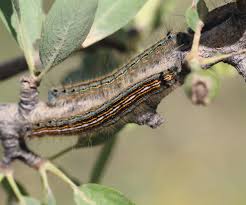 Attēlu rezultāti vaicājumam “Malacosoma neustria larva”