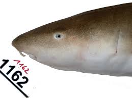 Image result for Nebrius ferrugineus