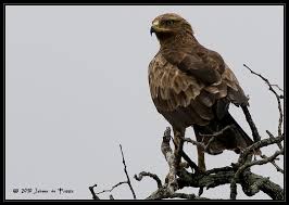 Attēlu rezultāti vaicājumam “Aquila pomarina”