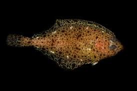 Image result for Hippoglossoides platessoides