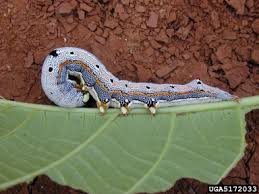 Attēlu rezultāti vaicājumam “Acronicta megacephala larva”