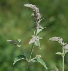 Attēlu rezultāti vaicājumam “Mentha longifolia”