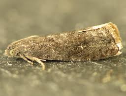 Attēlu rezultāti vaicājumam “Grapholita funebrana larva”