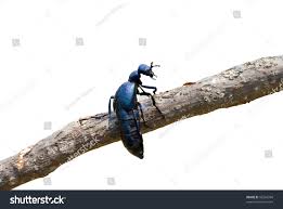 Attēlu rezultāti vaicājumam “Meloe sp.”