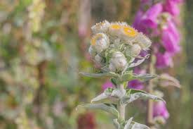 Image result for Helichrysum foetidum