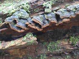 Attēlu rezultāti vaicājumam “Hymenochaete rubiginosa”