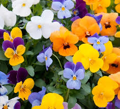 Attēlu rezultāti vaicājumam “Sesleria caerulea flower”